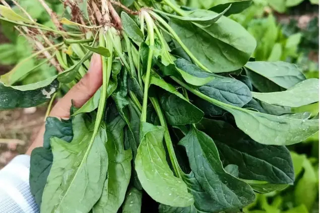 Cách chế biến loại rau quý giúp sáng mắt, bổ gan, tăng cường miễn dịch