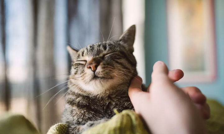 Mèo nhà bạn yêu bạn hay không, chuyên gia chỉ ra các dấu hiệu nhận biết