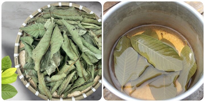 Uống nước lá ổi khô có tác dụng gì?