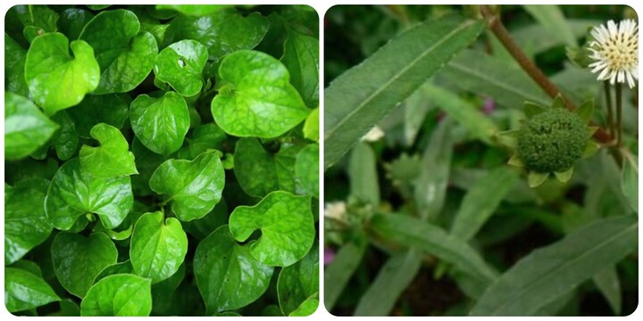 Các loại lá uống mát gan, giải độc cơ thể hiệu quả