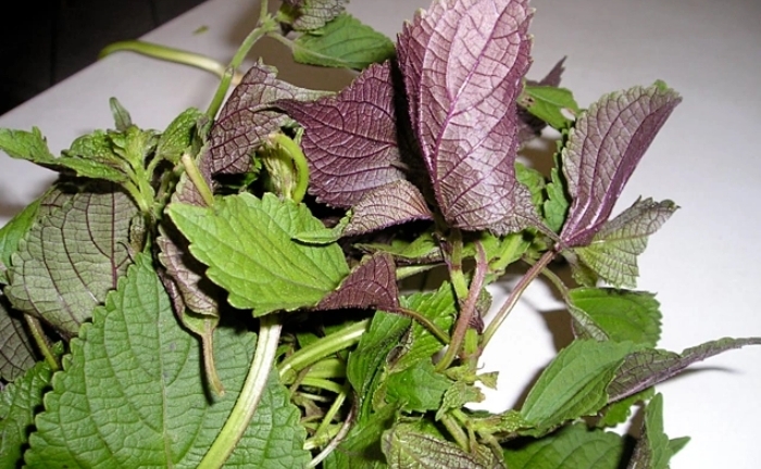 Nhóm người cần thận trọng khi dùng nước tía tô nấu với gừng