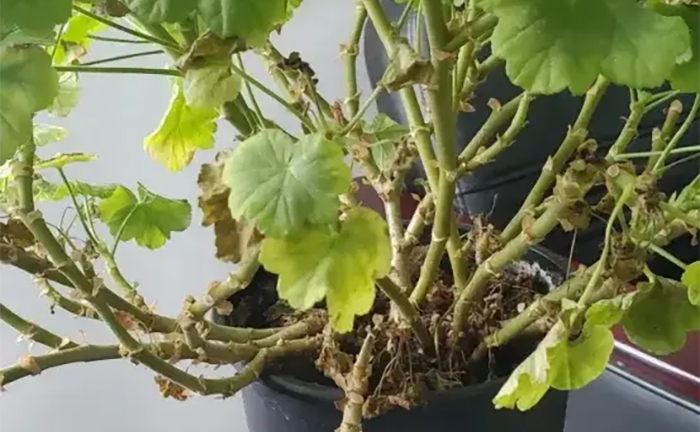 4 loại cây hay 'giả chết' vào mùa nóng, nếu biết cách chăm sẽ sớm nở hoa