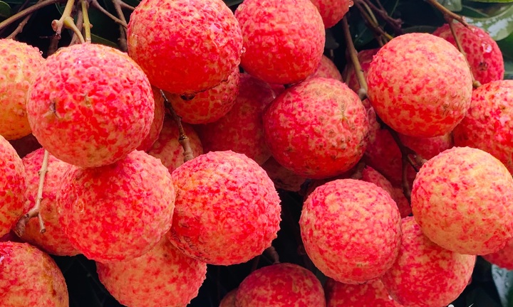 Thương nhân Trung Quốc đến Bắc Giang mua 4.000 tấn vải thiều chỉ trong 10 ngày