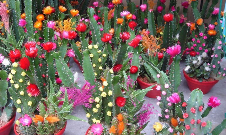 Tháng 6 nên trồng loại hoa nào?