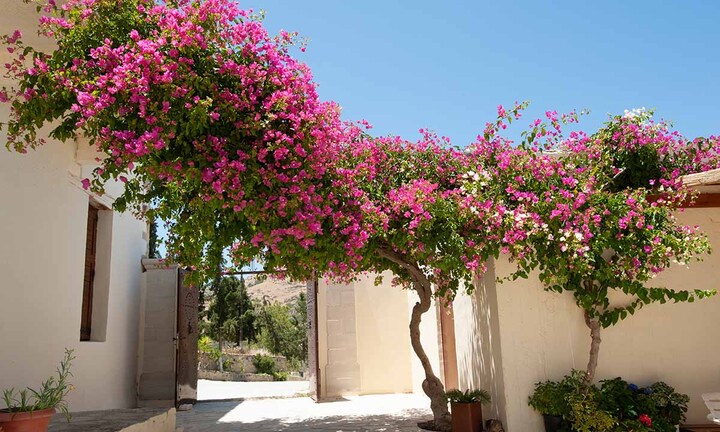 Tháng 6 nhớ cắt tỉa cây hoa giấy theo 3 cách này để cây nở hoa to rực rỡ