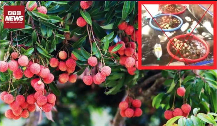 Bác tin đồn thất thiệt 'quả vải ngâm trong hóa chất' 