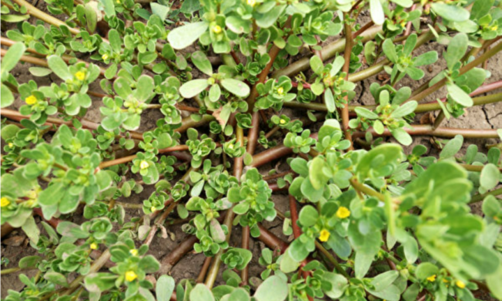 Ăn rau sam có tác dụng gì?