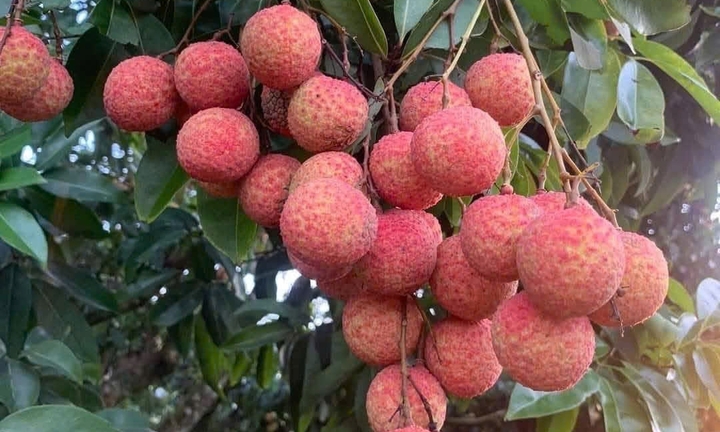 7 nhóm người nên hạn chế ăn vải