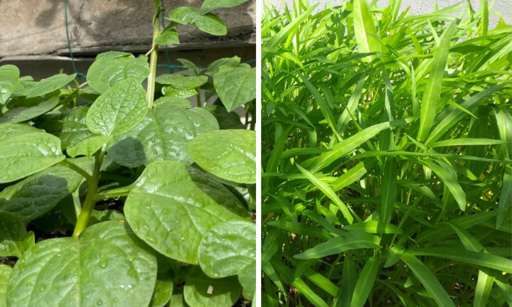 Chuyên gia mách bạn 4 loại rau mùa hè ít 'ngậm' hóa chất nhất