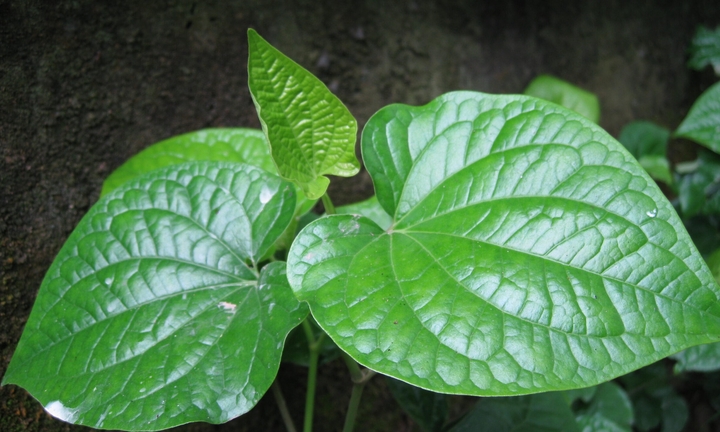 Lá lốt trị bệnh gì?