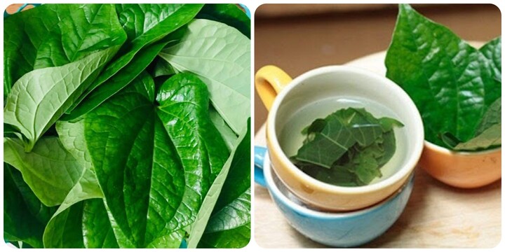 Lá lốt có tác dụng gì với sức khoẻ?