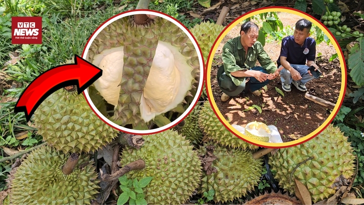 Sầu riêng sượng hàng loạt: Thương lái 'quay xe', nông dân đứng ngồi không yên