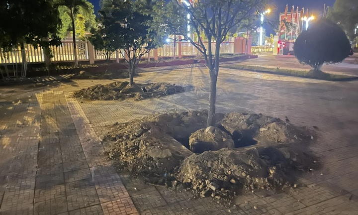 Vì sao nhiều cây hoàng mai ở Huế bị bới lên rồi trồng lại trước khi bàn giao trụ sở?