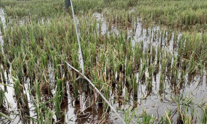 Hưng Yên: 2 công nhân tử vong khi đang sửa đường dây điện