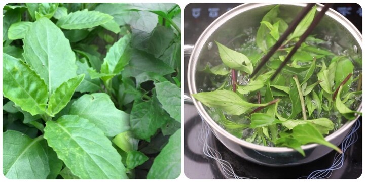 Rau bầu đất có tác dụng gì?