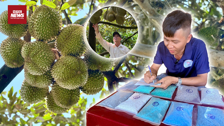 Bí quyết loại bỏ cadimi trong sầu riêng