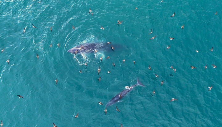 Về biển Gia Lai, ngắm những ‘gã khổng lồ’ của đại dương săn mồi