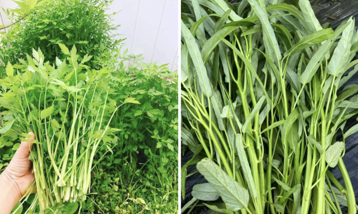 Chuyên gia cảnh báo những loại rau là 'ổ sán', không nên ăn sống