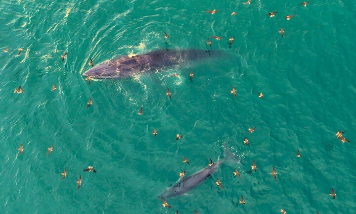 'Gã khổng lồ' đại dương tung vũ điệu săn mồi ở vùng biển Gia Lai