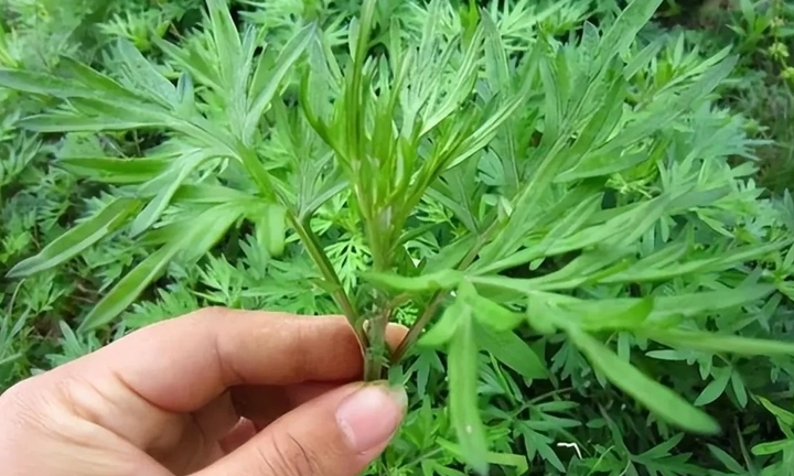 Bài thuốc từ ngải cứu