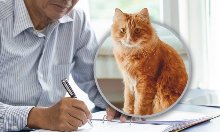 Cụ ông 82 tuổi sẵn sàng trao cả gia tài cho người chăm mèo cưng