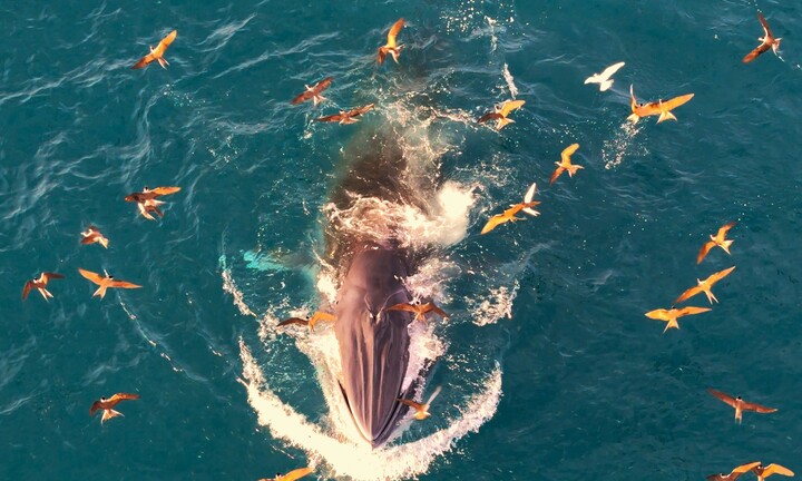 Phát hiện thêm cá voi tung ‘vũ điệu săn mồi’ tại vùng biển Nhơn Lý của Gia Lai