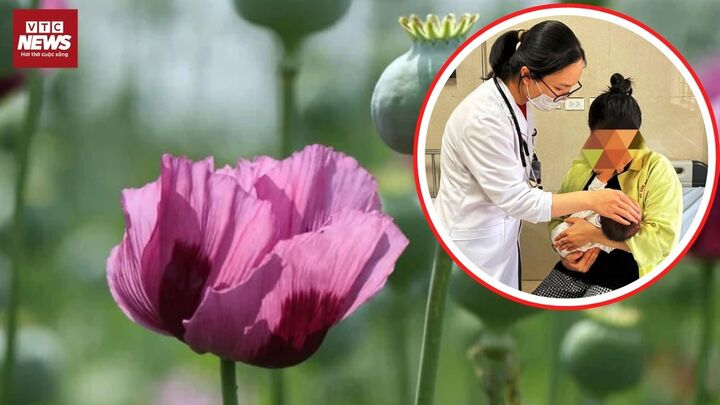 Sái thuốc phiện - 'Thần dược' truyền miệng và hiểm hoạ chết người