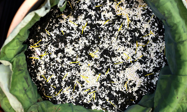 Loại trà đắt đỏ nhất Hà Nội, giá hơn 10 triệu đồng/kg được chế biến thế nào?