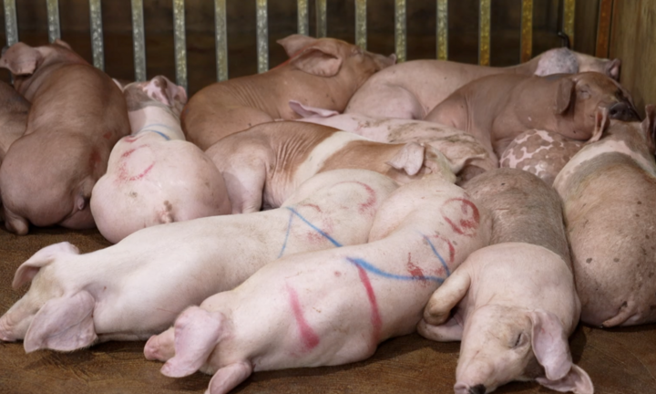 Phá đường dây giết mổ lợn bệnh rồi bán khắp các chợ, nhà hàng Hà Nội