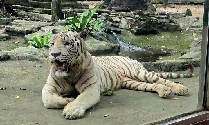 Hổ trắng 'Ngộ Không' ở Thảo Cầm Viên Sài Gòn đã chết