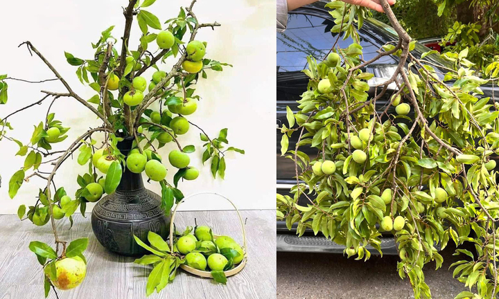 Thị thơm vào mùa, chị em lùng mua cả cành về chưng nhà