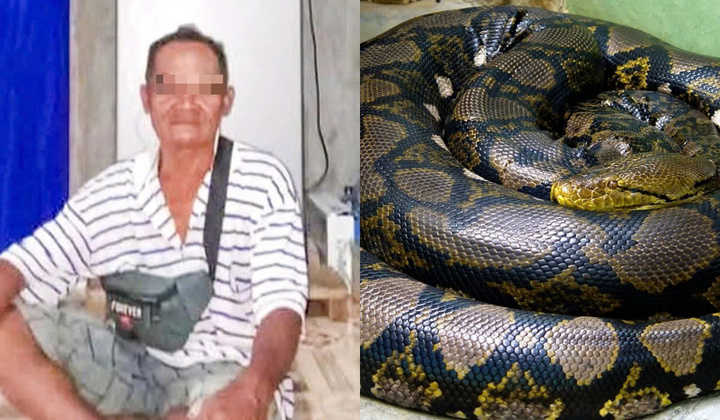 Phát hiện thi thể người đàn ông Indonesia trong bụng con trăn dài 8m