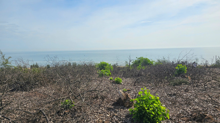 Điều tra việc xã bán trái phép 2,5 ha rừng phòng hộ ven biển trước ngày hợp nhất