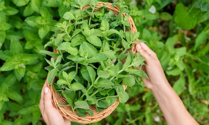 Loại lá vừa là gia vị vừa là 'thần dược tự nhiên' tốt cho sức khỏe