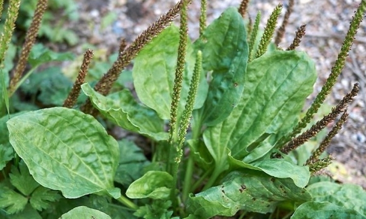 Loại lá mọc dại ngoài ruộng được ví như 'nhà thuốc mini'