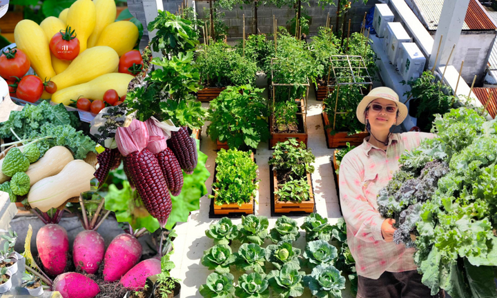 Mê mẩn khu vườn sân thượng đẹp 'như vẽ bằng AI' của mẹ đảm Đà Nẵng