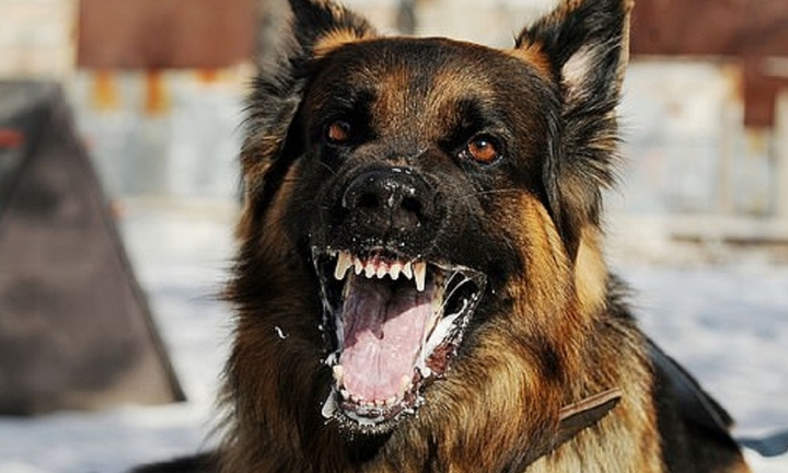 Sợ nước, sợ gió sau 3 tháng bị chó cắn