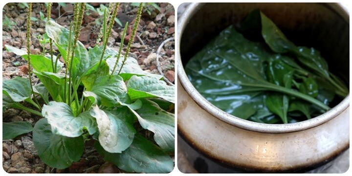 Uống nhiều nước cây mã đề có tốt?