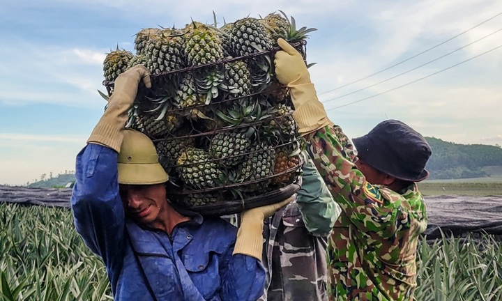 Thương lái Trung Quốc mua giá 13-14 nghìn/quả, nông dân liền quên lời hứa