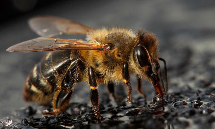 Lần đầu tiên có thiết bị điều khiển não loài ong, ra lệnh cho chúng đi cứu nạn