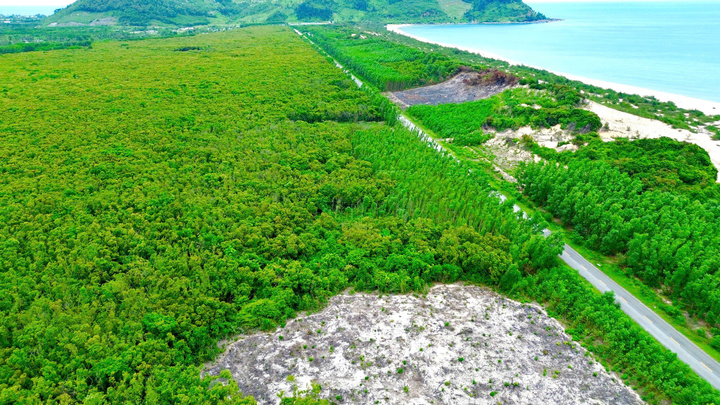 Rừng dẻ cổ thụ ven biển hiếm có ở miền Trung nằm trong quy hoạch sân Golf