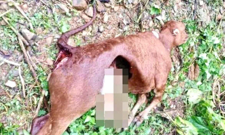 Sói hoang tấn công khiến 50 con trâu, bò bị chết