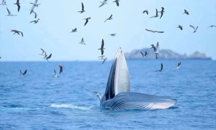 Cá voi nhảy múa, săn mồi ở vịnh Nha Trang