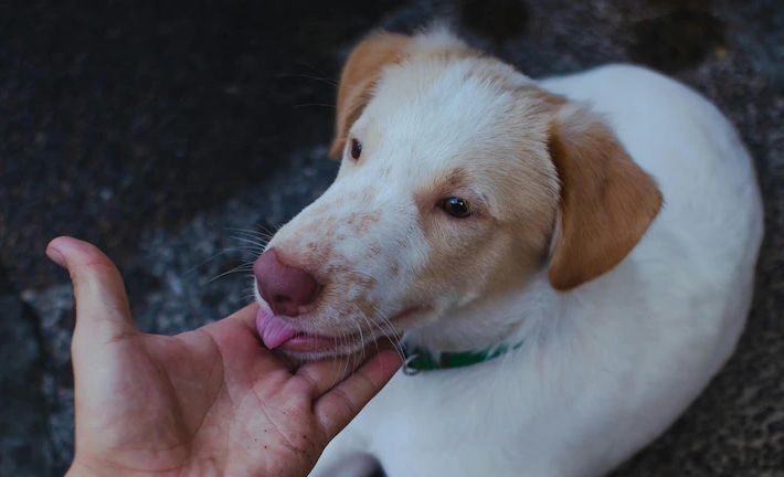 Bị chó liếm chân, người phụ nữ qua đời sau hơn 1 tuần