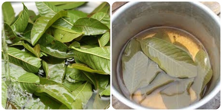 Cách sử dụng nước lá ổi không gây tác dụng phụ