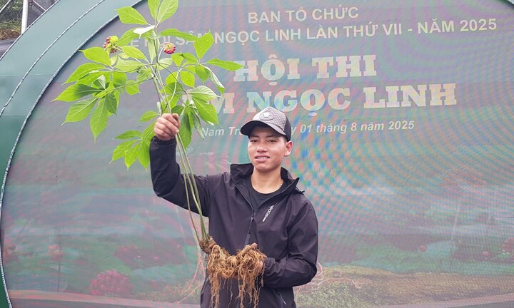 Người dân vùng cao ở Đà Nẵng mang hàng trăm cây sâm Ngọc Linh đi thi