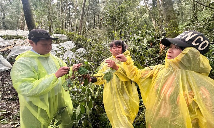 Hơn 26.000 gốc sâm bị hư hại, người dân Quảng Ngãi thiệt hại hàng chục tỷ đồng