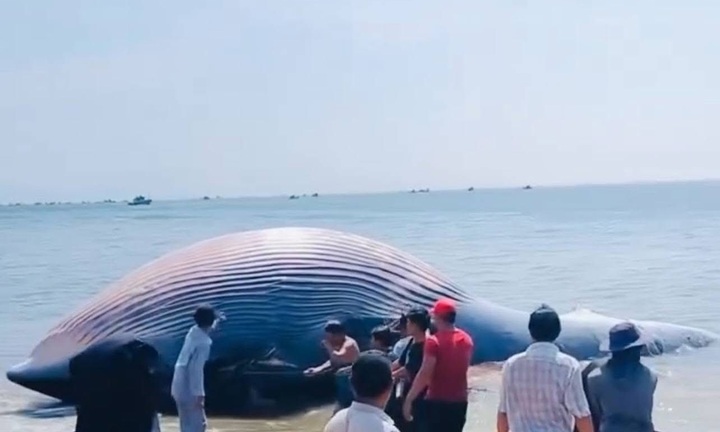 Cận cảnh cá voi dài 11m, nặng 6 tấn trôi vào bờ biển Lâm Đồng