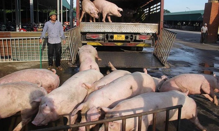 Hơn 73.000 con heo chết do dịch trong 1 tháng, cuối năm có lo thiếu thịt heo?