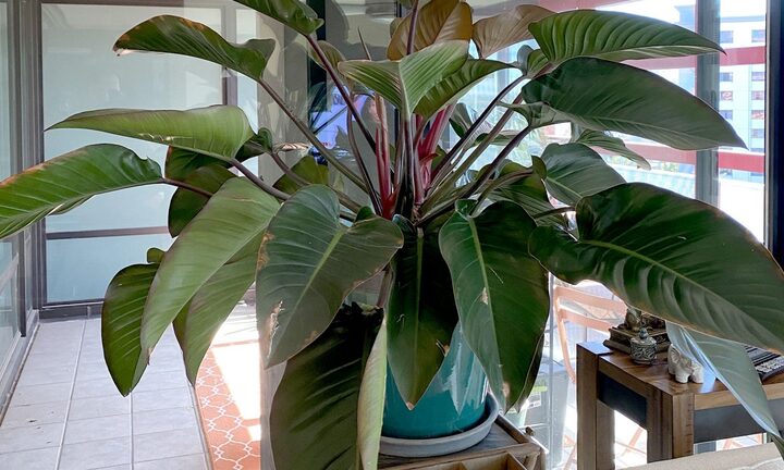 Vì sao người thành đạt thích trồng cây trầu bà đế vương?